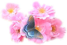 butterflyroses2.jpg